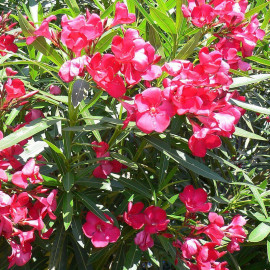 Nerium oleander 'Italia' - Laurier rose d'Italie à fleurs rouges