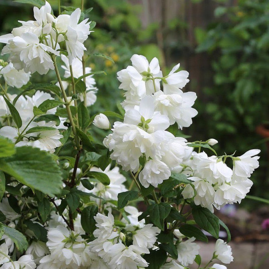 Philadelphus 'Snowbelle' - Seringat blanc à fleurs doubles