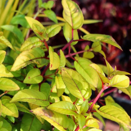 Fuchsia 'Genii' - Fuschia doré vivace à feuilles jaunes