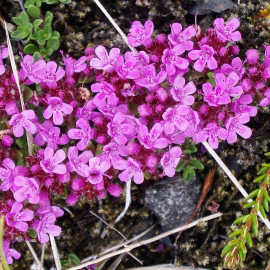 Thymus praecox 'Red Carpet' - Thym couvre-sol rouge
