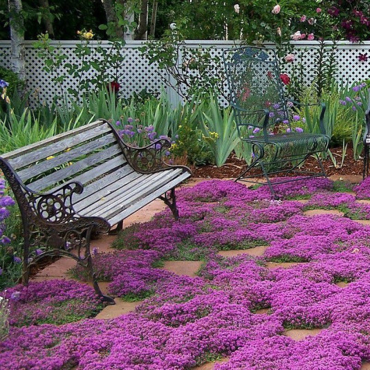 Thymus praecox 'Red Carpet' Vente Thym couvresol rouge
