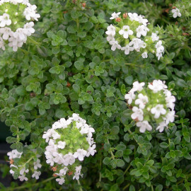Thymus praecox 'Alba' - Thym précoce blanc