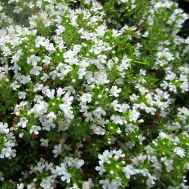 Thymus praecox 'Alba' - Thym précoce blanc