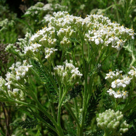 Achillea millefolium 'White Beauty' - Achillée millefeuille blanche