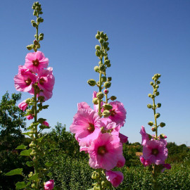 Alcea rosea - Rose trémière - Passerose