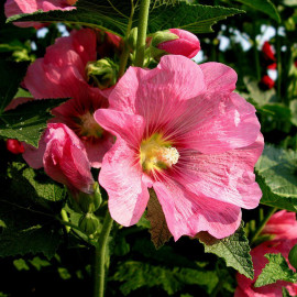 Alcea rosea - Rose trémière - Passerose