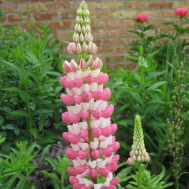 Lupinus 'The Chatelaine' - Lupin de Russel 'La Chatelaine'