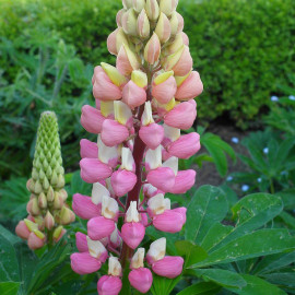 Lupinus 'The Chatelaine' - Lupin de Russel 'La Chatelaine'