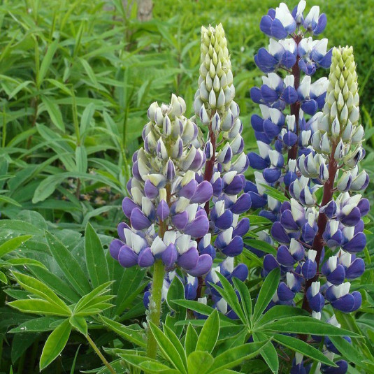 Lupinus 'The Governor' - Lupin de Russel 'Le Gouverneur'
