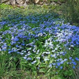 Omphalodes verna - Petite bourrache de printemps bleue