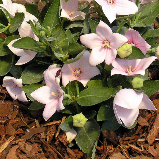 Platycodon grandiflorus 'Astra pink' - Platycodon à grandes fleurs roses