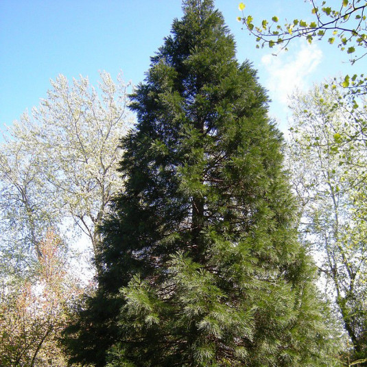 Sequoiadendron giganteum - Séquoia géant de Californie