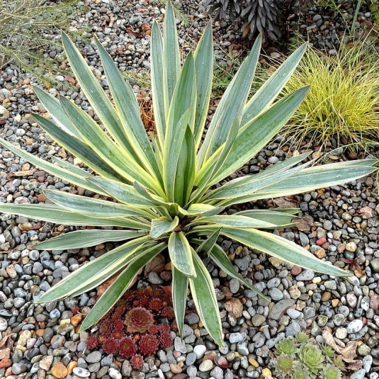 Yucca gloriosa 'Variegata' - Yucca superbe panaché