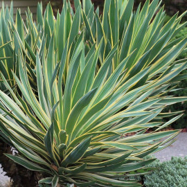 Yucca gloriosa 'Variegata' - Yucca superbe panaché