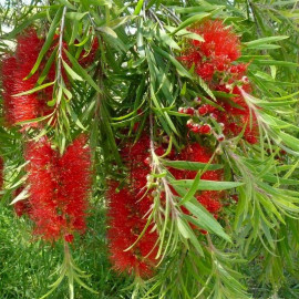 Callistemon viminalis 'Hannah Ray' - Rince-bouteille australien rouge