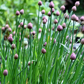 Allium schoenoprasum - Ciboulette aromatique