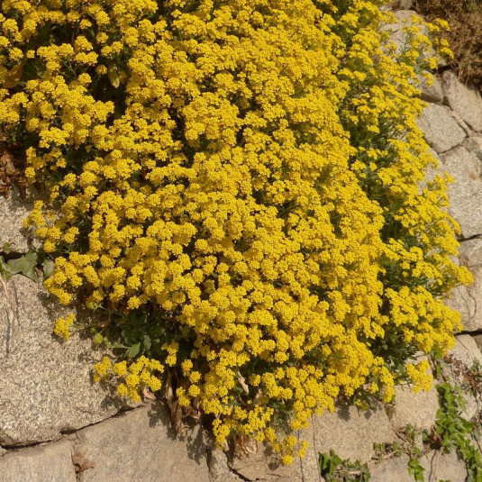 Alyssum saxatile 'Compactum' - Alysse des rocailles - Corbeille d'or