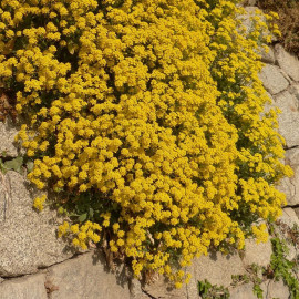 Alyssum saxatile 'Compactum' - Alysse des rocailles - Corbeille d'or