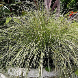 Carex comans 'Frosted Curls' - Laiche argentée retombante