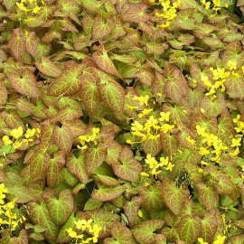 Epimedium versicolor 'Sulphureum' - Fleur des Elfes jaune