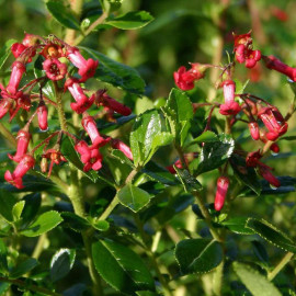 Escallonia macrantha 'Rubra' - Escalonia rouge