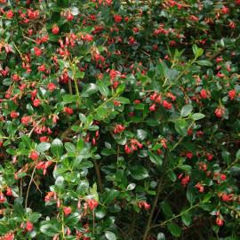 Escallonia macrantha 'Rubra' - Escalonia rouge