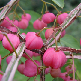 Euonymus phellomanus - Fusain ailé de Chine rose
