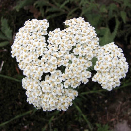 Achillea crithmifolia - Achillée blanche tapissante