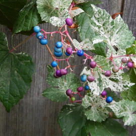 Ampelopsis glandulosa 'Elegans' - Vigne vierge tricolore à fruits bleus
