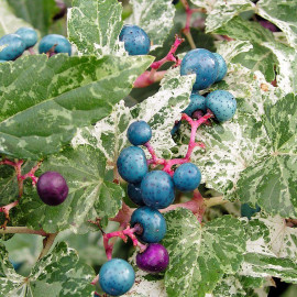 Ampelopsis glandulosa 'Elegans' - Vigne vierge tricolore à fruits bleus