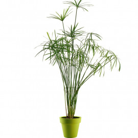Cyperus alternifolius - Papyrus à feuilles alternes - Souchet plante ombrelle