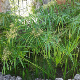 Cyperus alternifolius - Papyrus à feuilles alternes - Souchet plante ombrelle