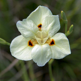 Dietes bicolor - Iris espagnol