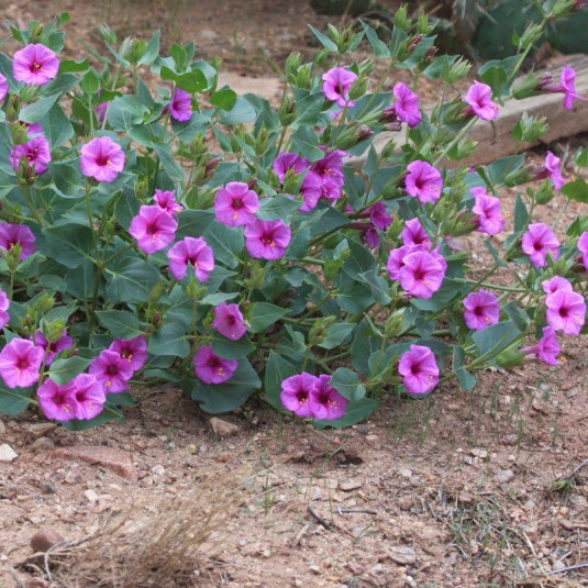 Mirabilis multiflora - Pétunia du désert