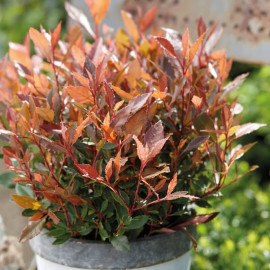 Photinia fraseri 'Chico' - "Laurier" nain à feuilles rouge-orangé