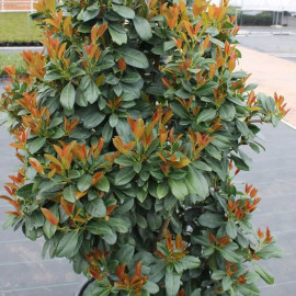 Prunus laurocerasus 'Bonaparte' * - Laurier palme vert-cuivré