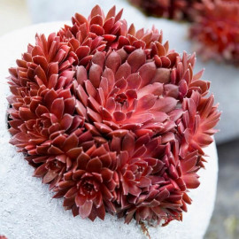 Sempervivum Colorokz® ‘Coral Red’ - Joubarbe ‘Coral Red’