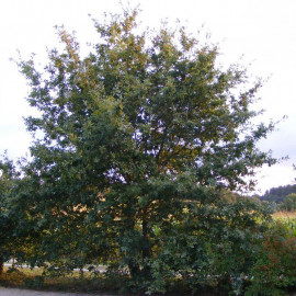Quercus robur - Chêne pédonculé - Chene commun