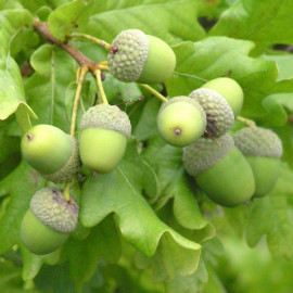 Quercus robur - Chêne pédonculé - Chene commun
