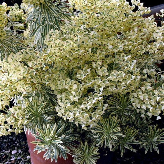 Euphorbia 'Tasmanian Tiger' - Euphorbe panachée blanc-crème