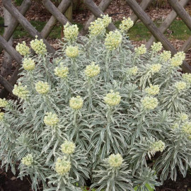 Euphorbia 'Tasmanian Tiger' - Euphorbe panachée blanc-crème