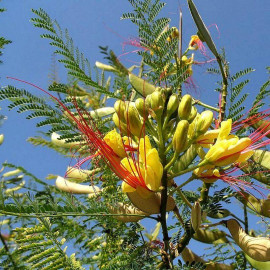 Caesalpinia gilliesii - Faux flamboyant - Oiseau de paradis jaune