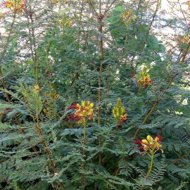 Caesalpinia gilliesii - Faux flamboyant - Oiseau de paradis jaune