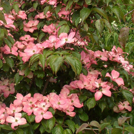 Cornus kousa 'Satomi' - Cornouiller à grandes fleurs roses