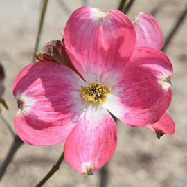 Cornus kousa 'Satomi' - Cornouiller à grandes fleurs roses