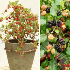 Morus rotundifolia 'Mojo Berry' - Mûrier nain à fruits comestibles