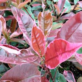 Photinia fraseri Louise 'McLarlou' - "Laurier" à feuilles panachées crème-rose