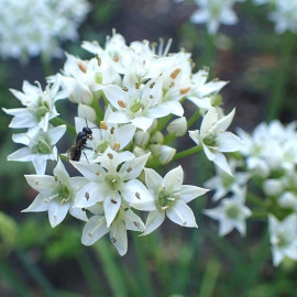 Allium tuberosum - Ciboule de Chine - Ciboulette ail