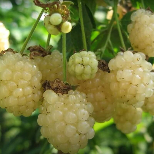 Rubus fruticosus 'Polar berry' – Mûre blanche – Murier ronce sans épines
