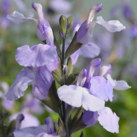 Salvia microphylla 'So Cool Pale Blue' – Sauge bleu ciel-lavande arbustive
